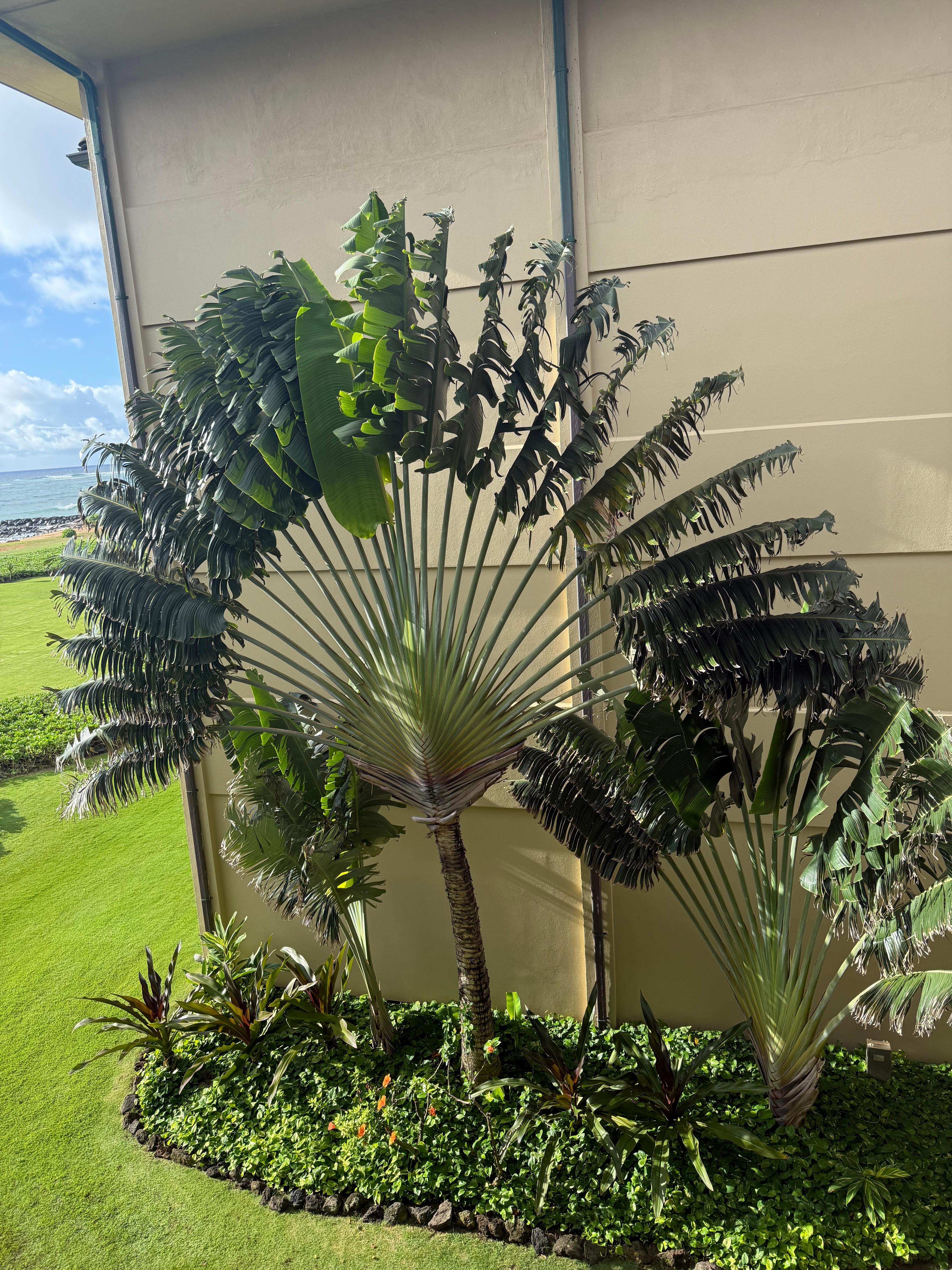 Love these fan shaped “travelers palm.”