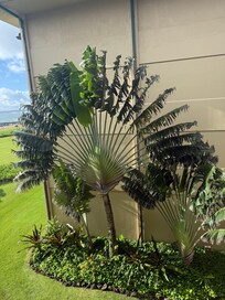 Love these fan shaped “travelers palm.”