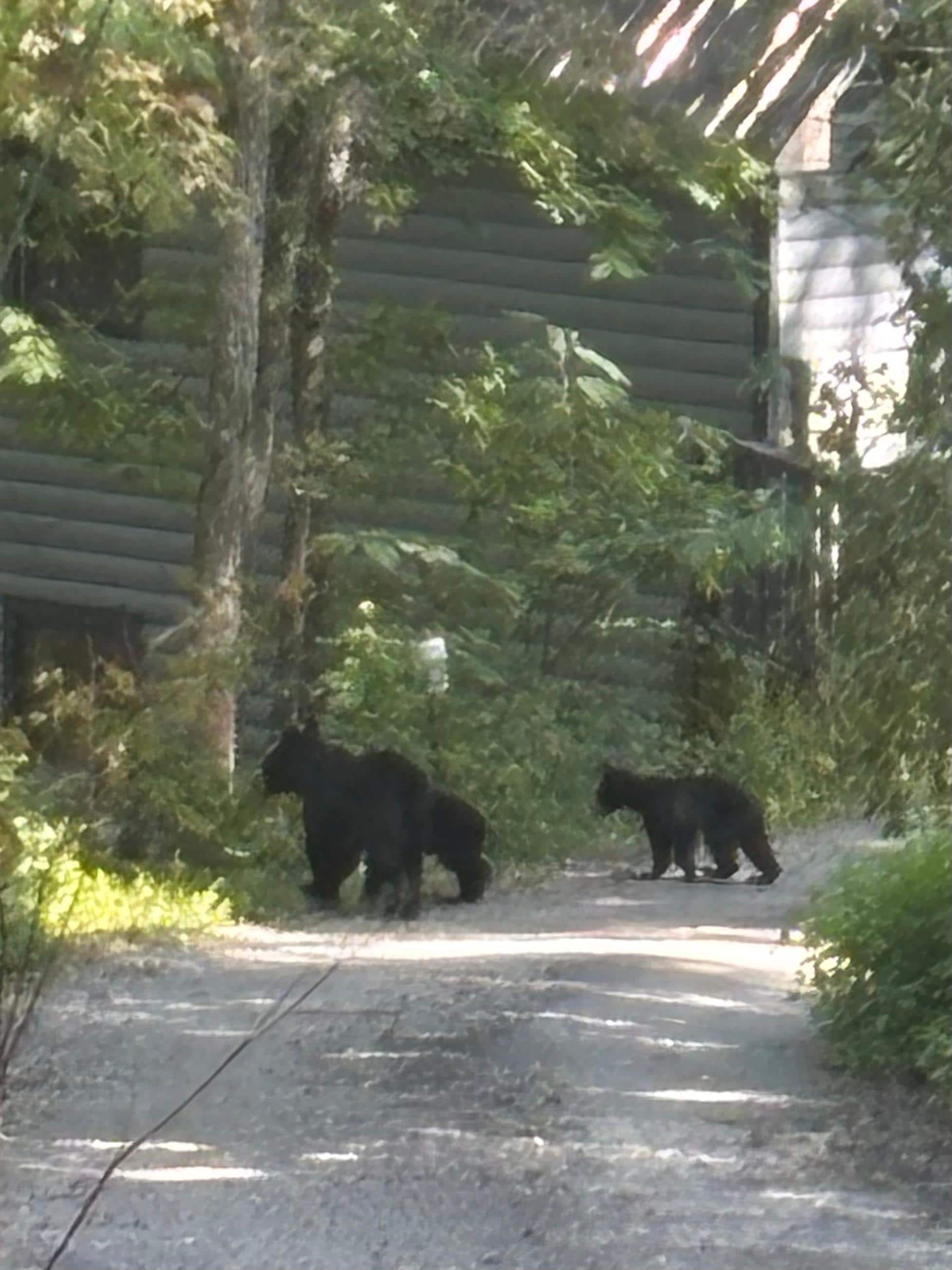 Bears on cabin road