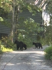 Bears on cabin road