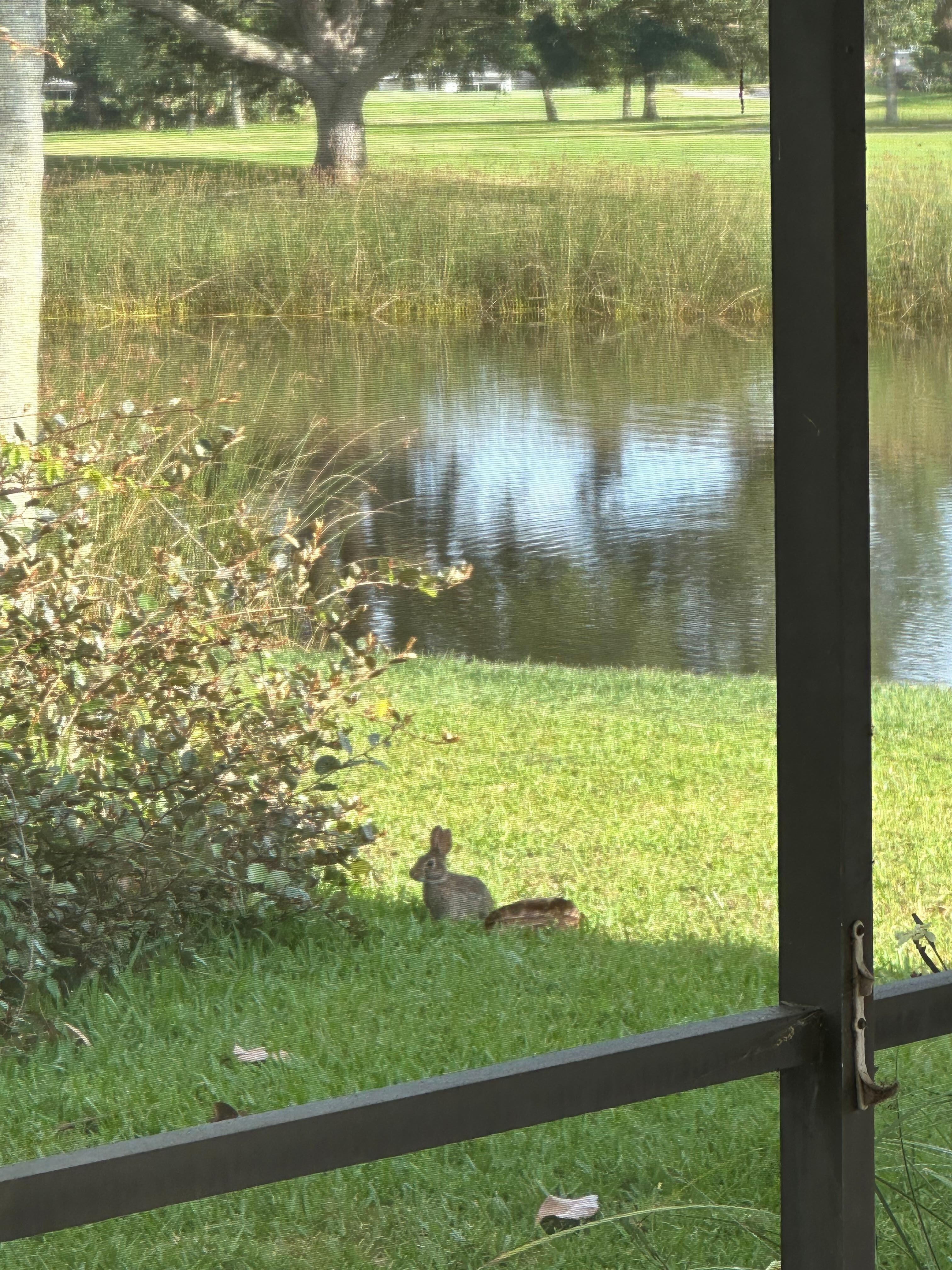 Bunny!