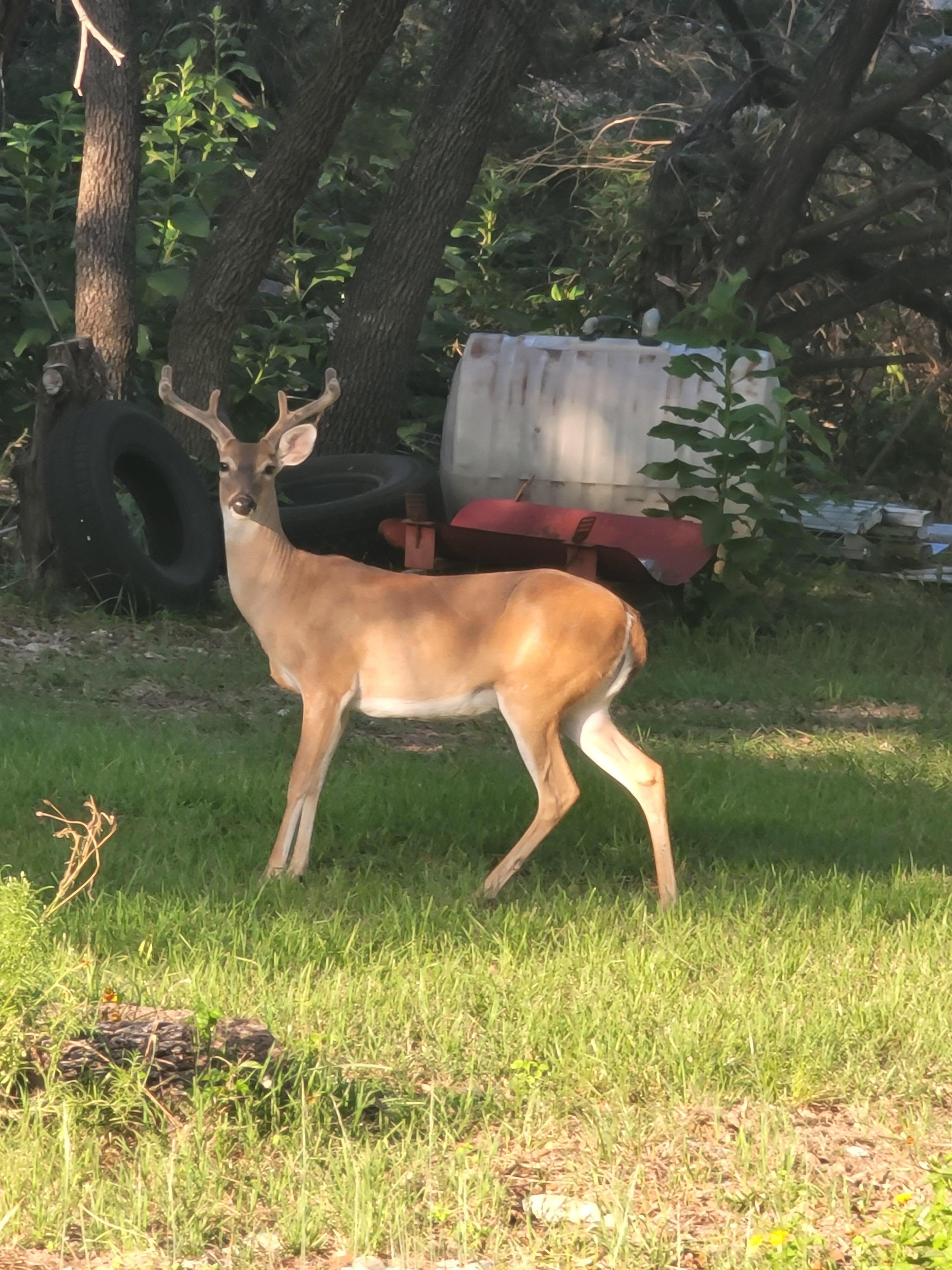 A perfect buck posing. 