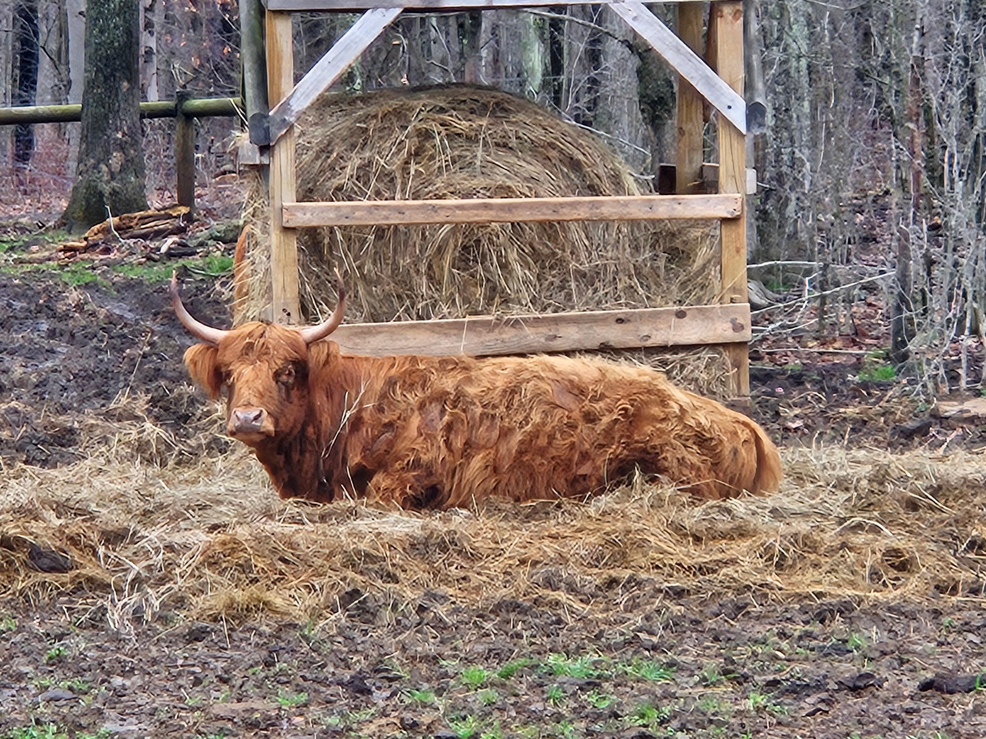Highland cow