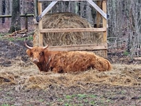 Highland cow