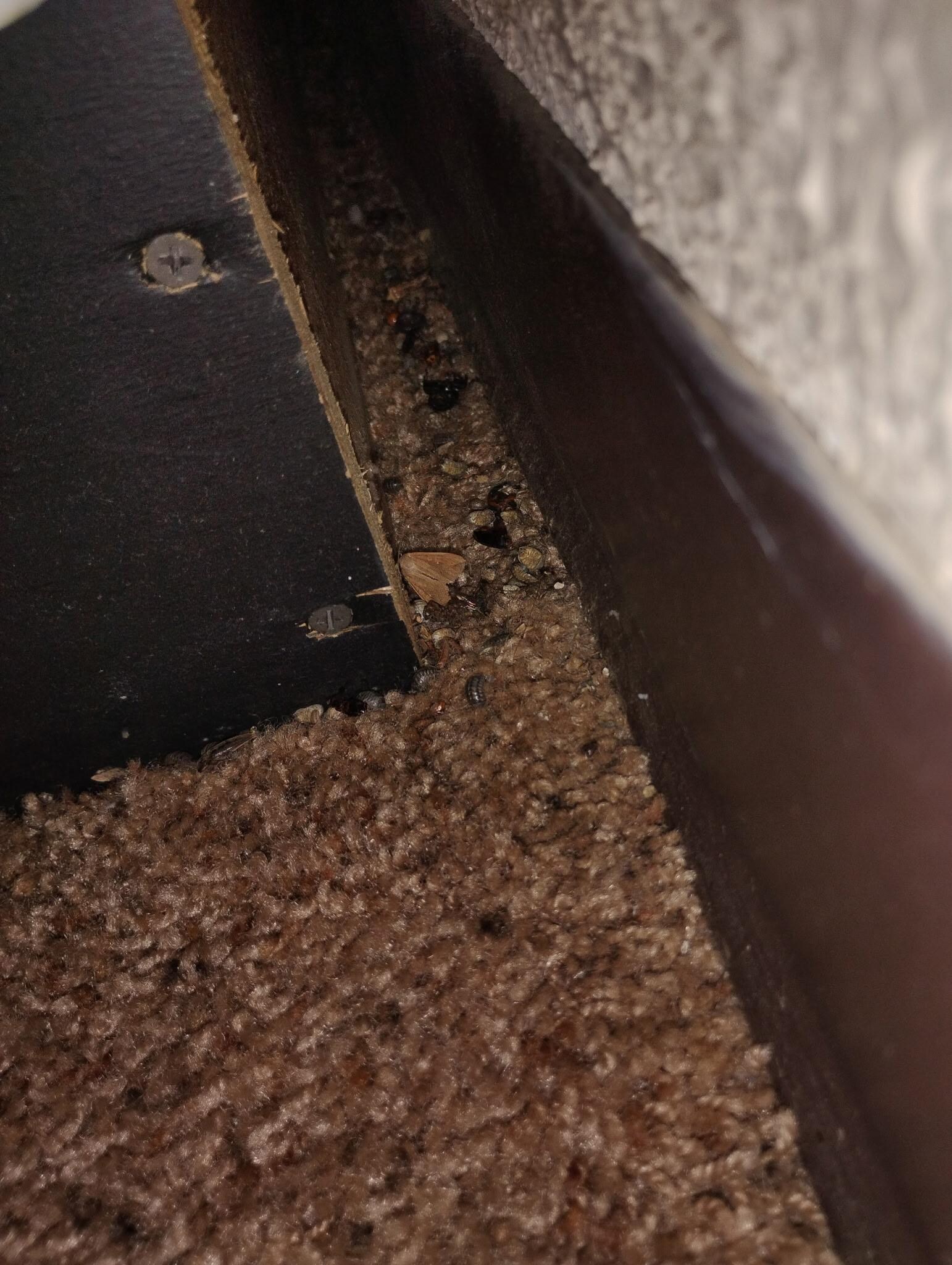 Dead bugs behind the bed