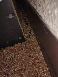 Dead bugs behind the bed