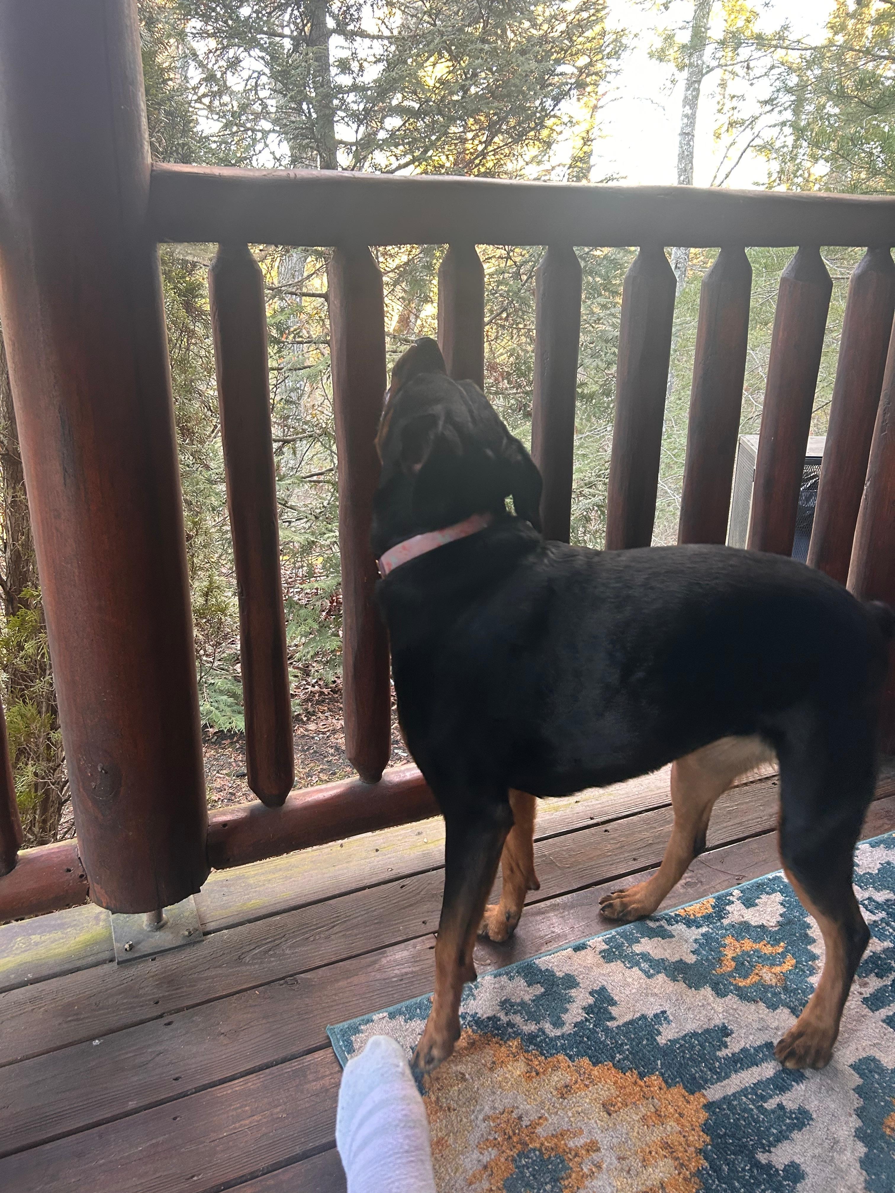 Back deck closed in safe for pets 💛 big plus 