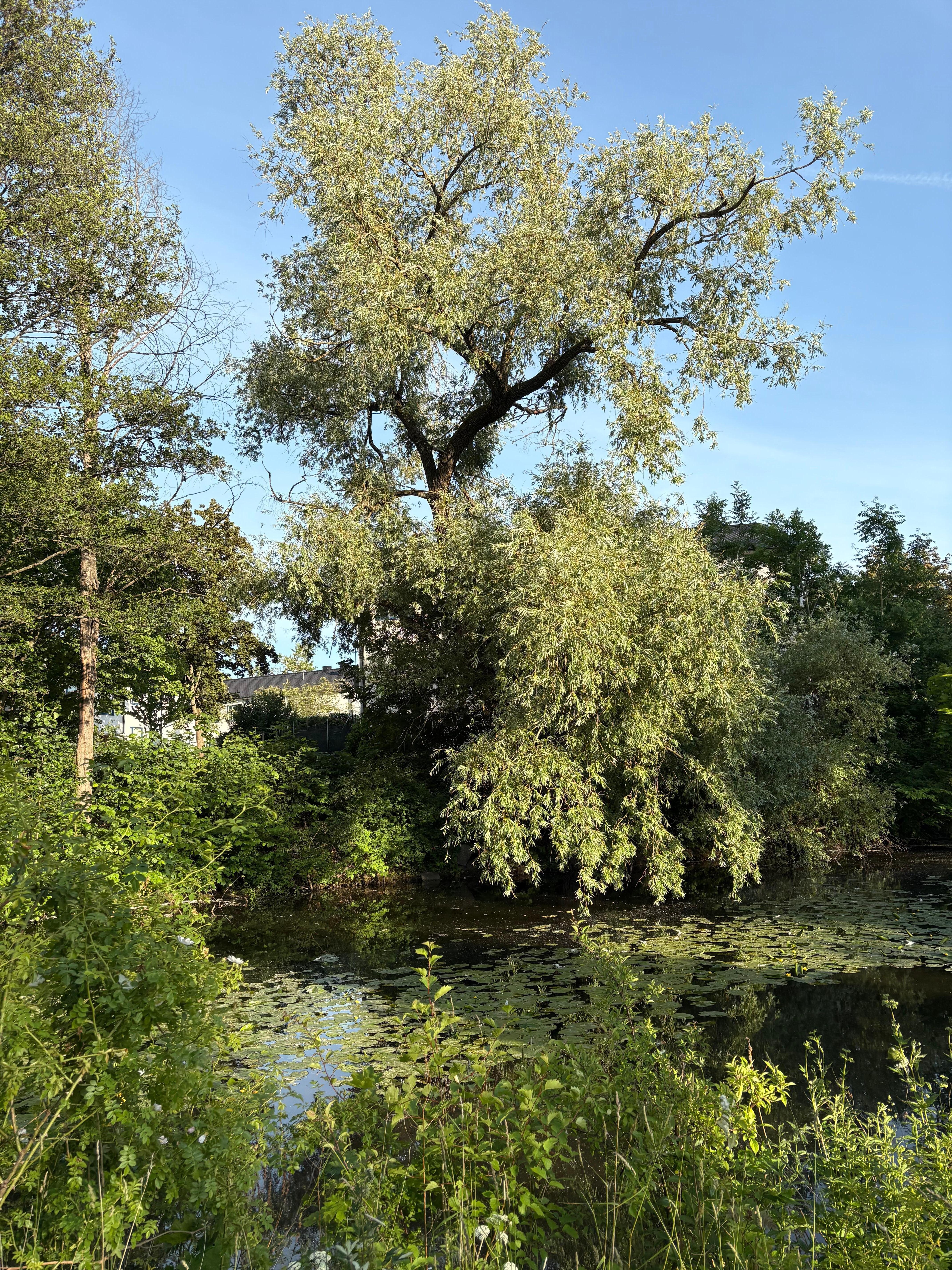 Limköping vid ån. 