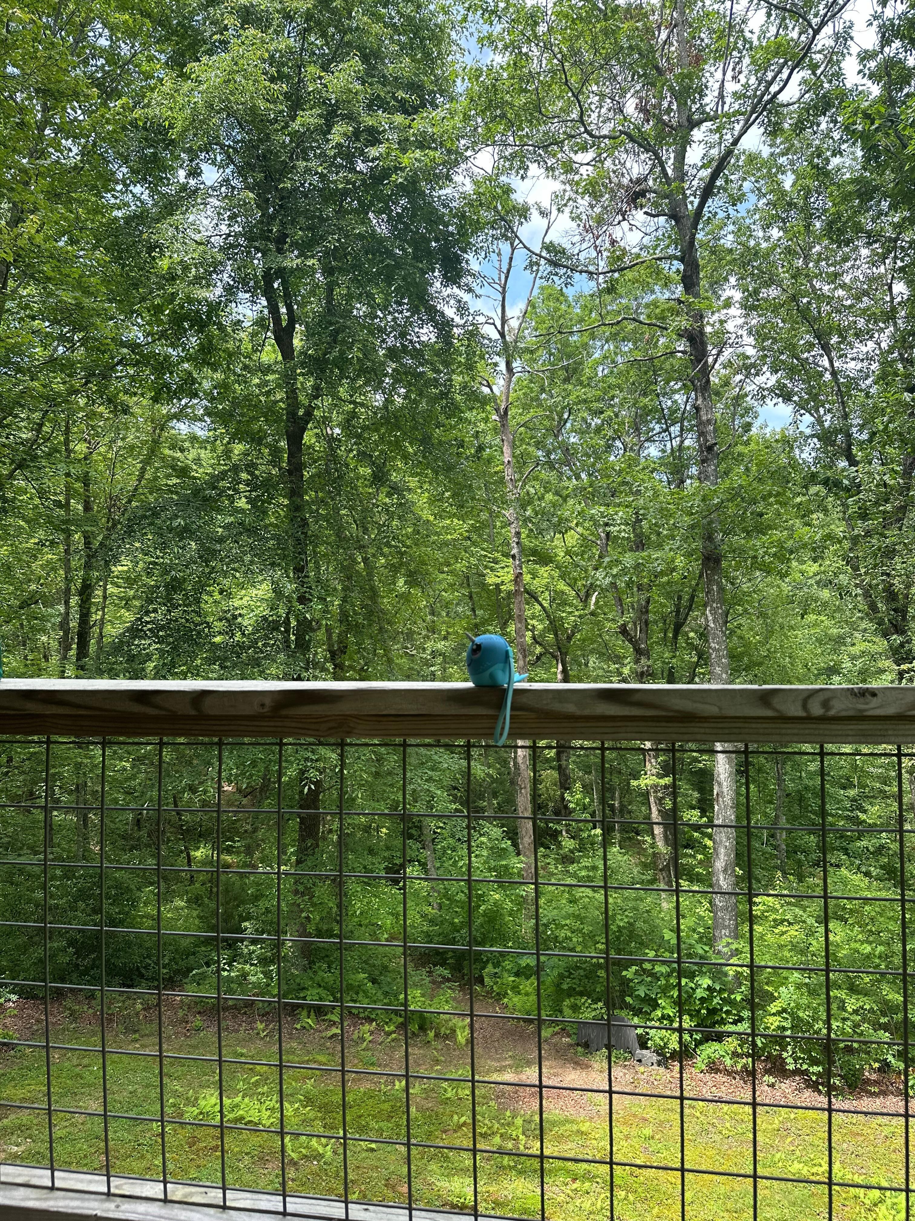 Enjoying the view