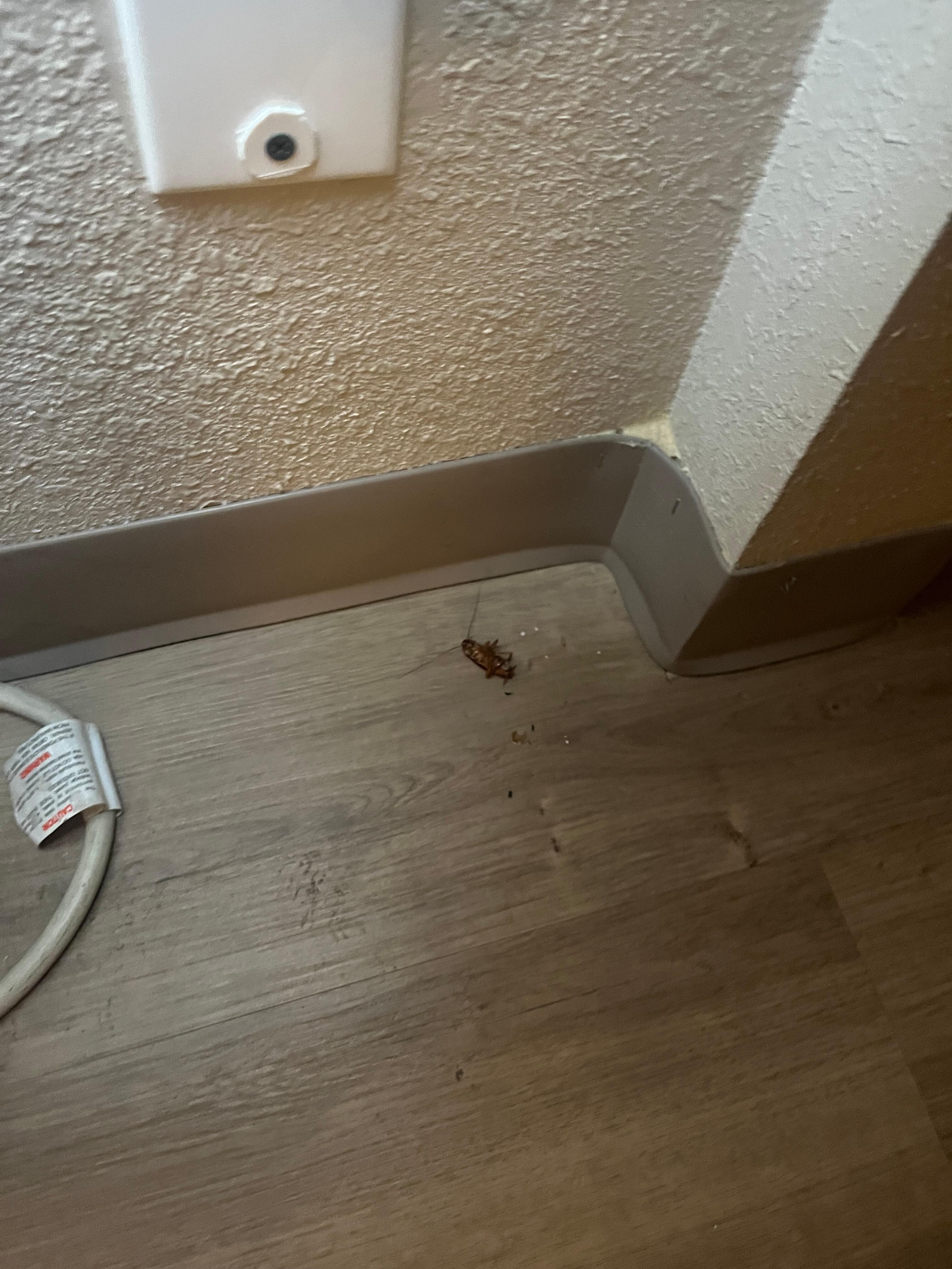 Disgusted. Please let guest know there’s a pest control issue. 