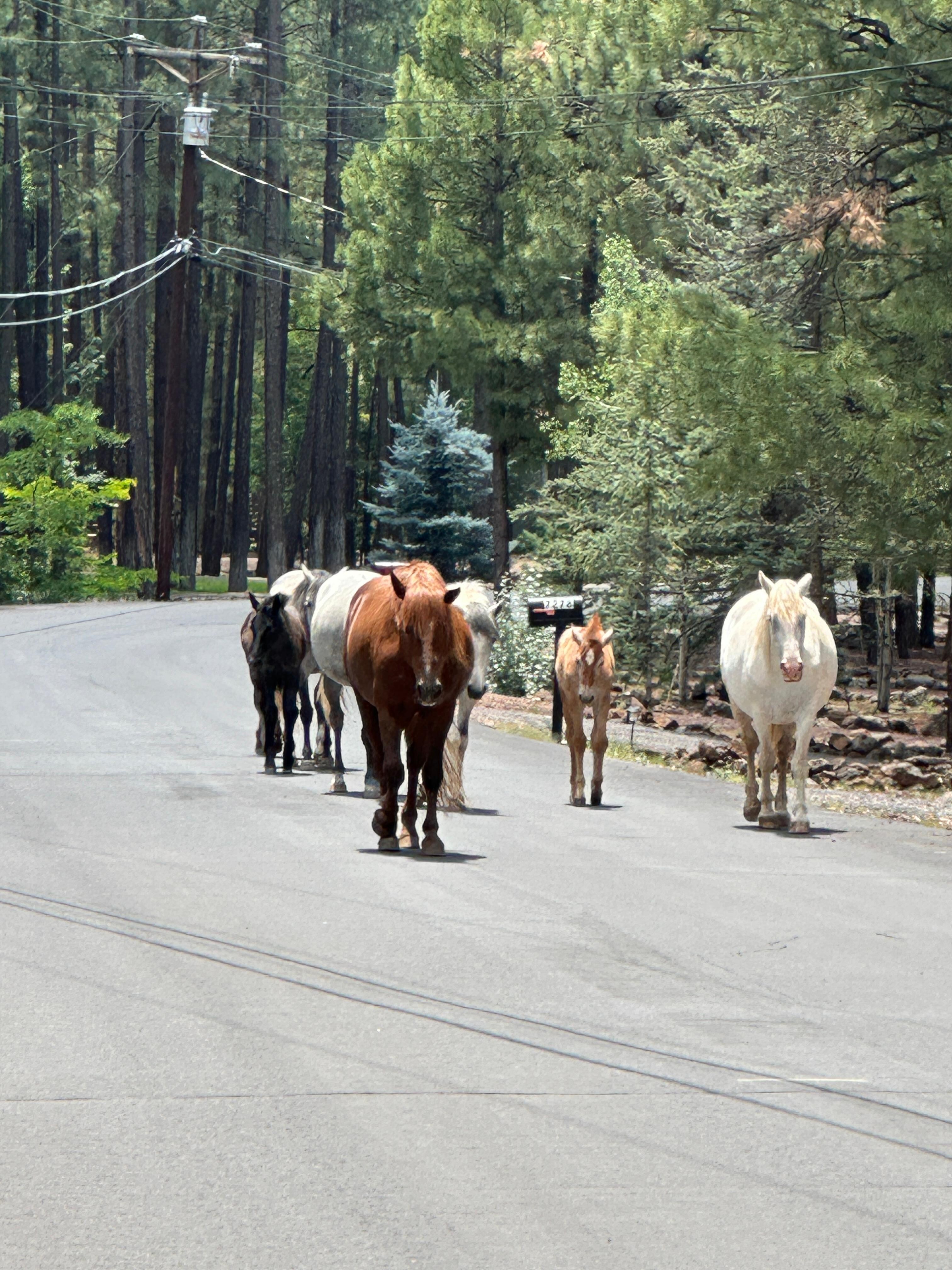 Wild horse while biking