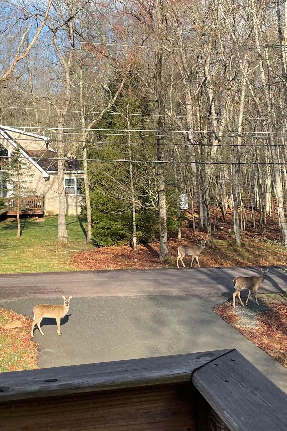 Deer out for a stroll. 