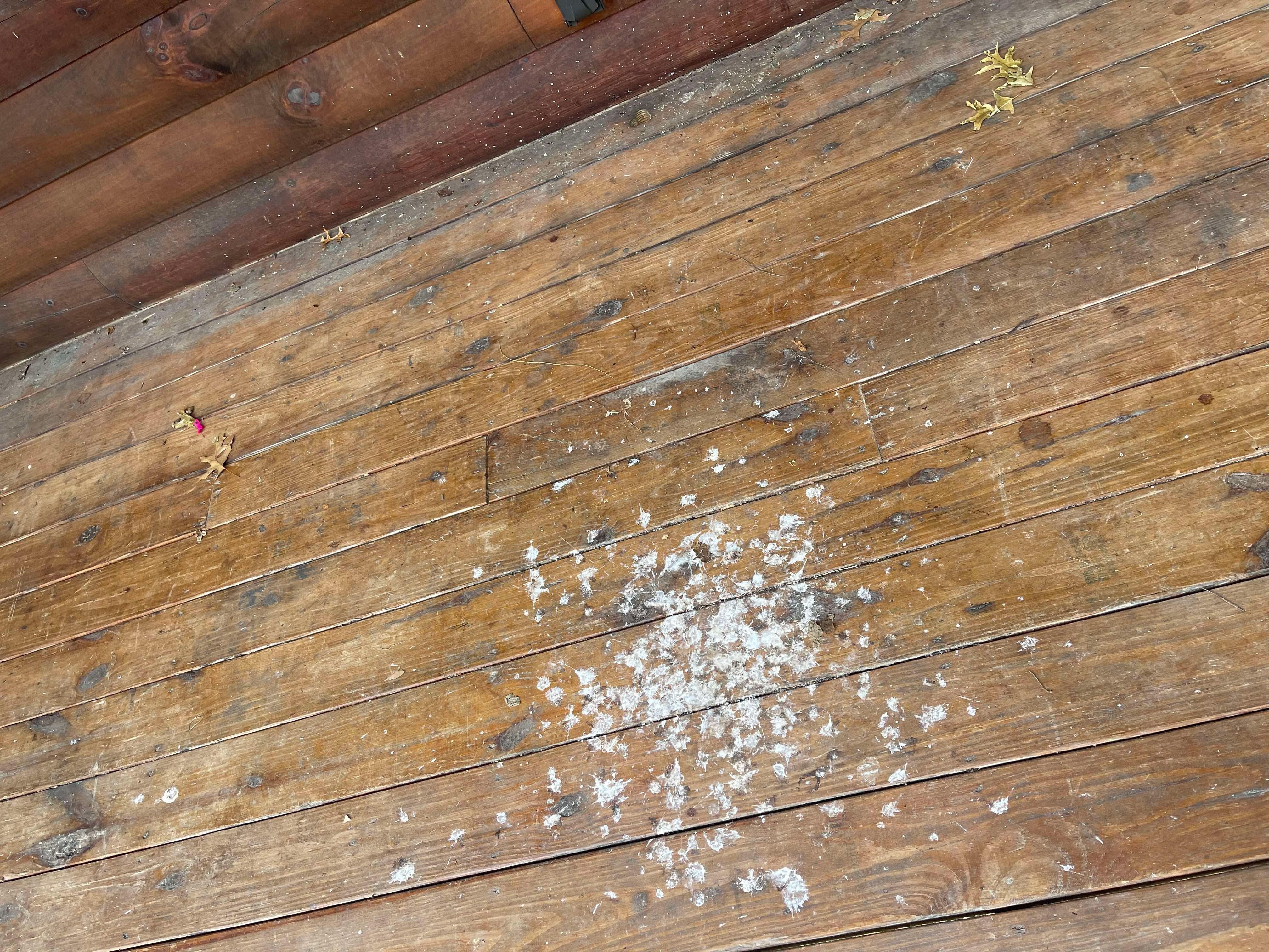 Wrap around porch had bird poop and nests everywhere in the rafters.  We were unable to eat outside.