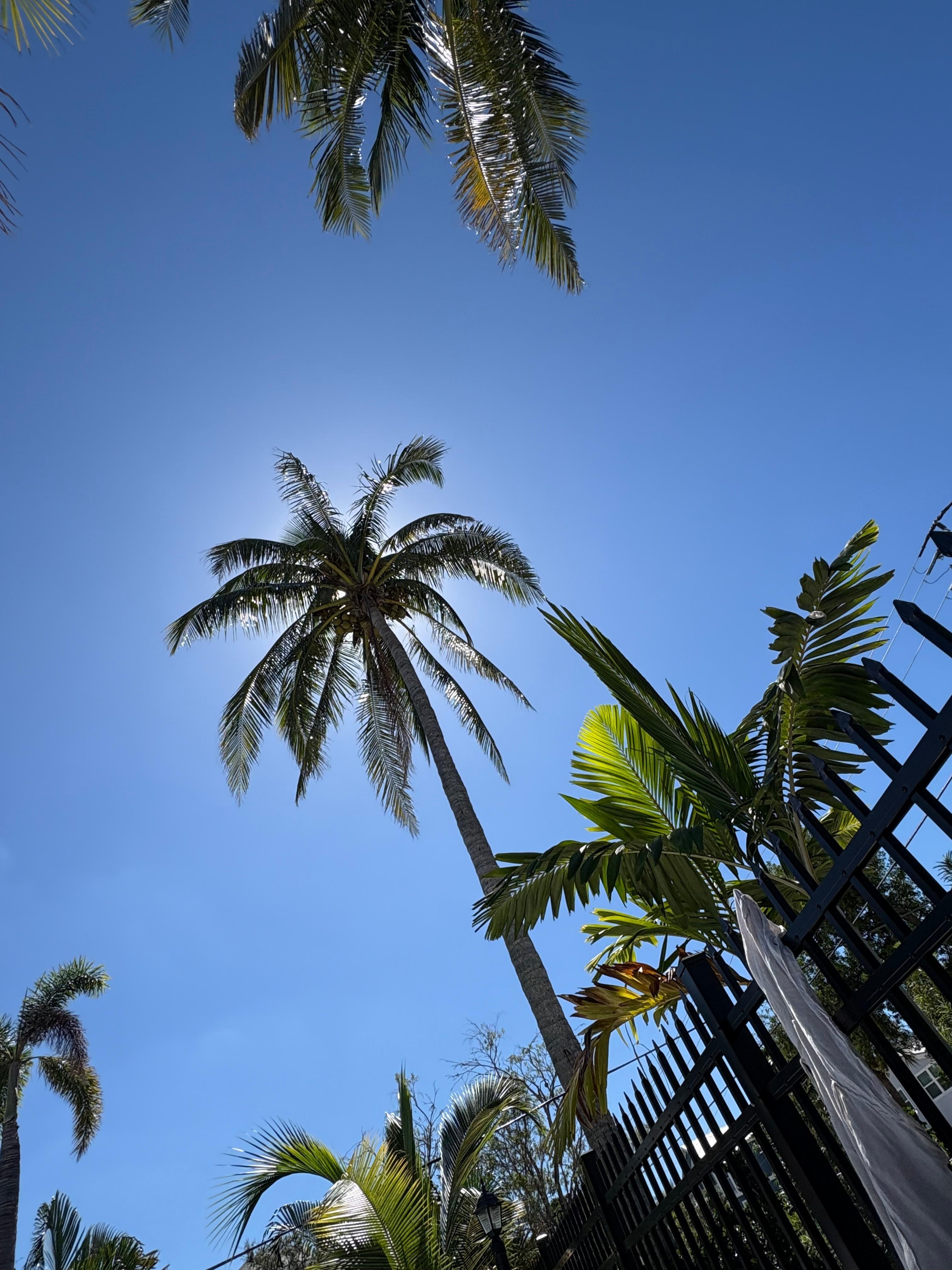 Relaxing under the palm trees