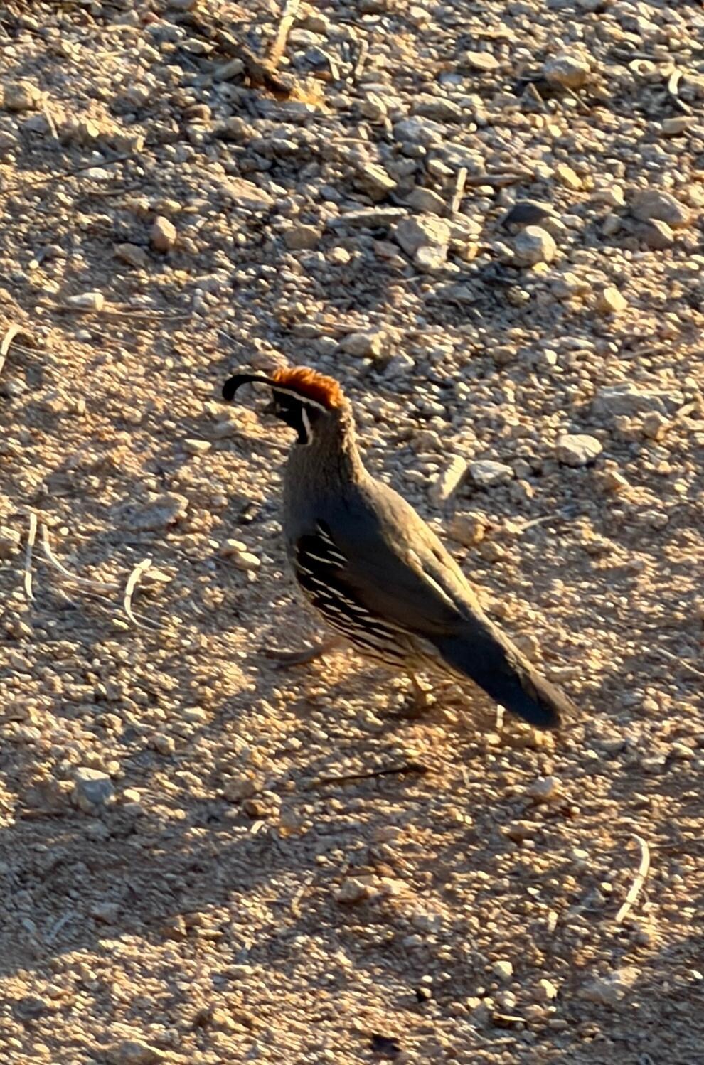 Quail!