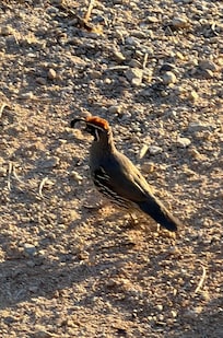 Quail!