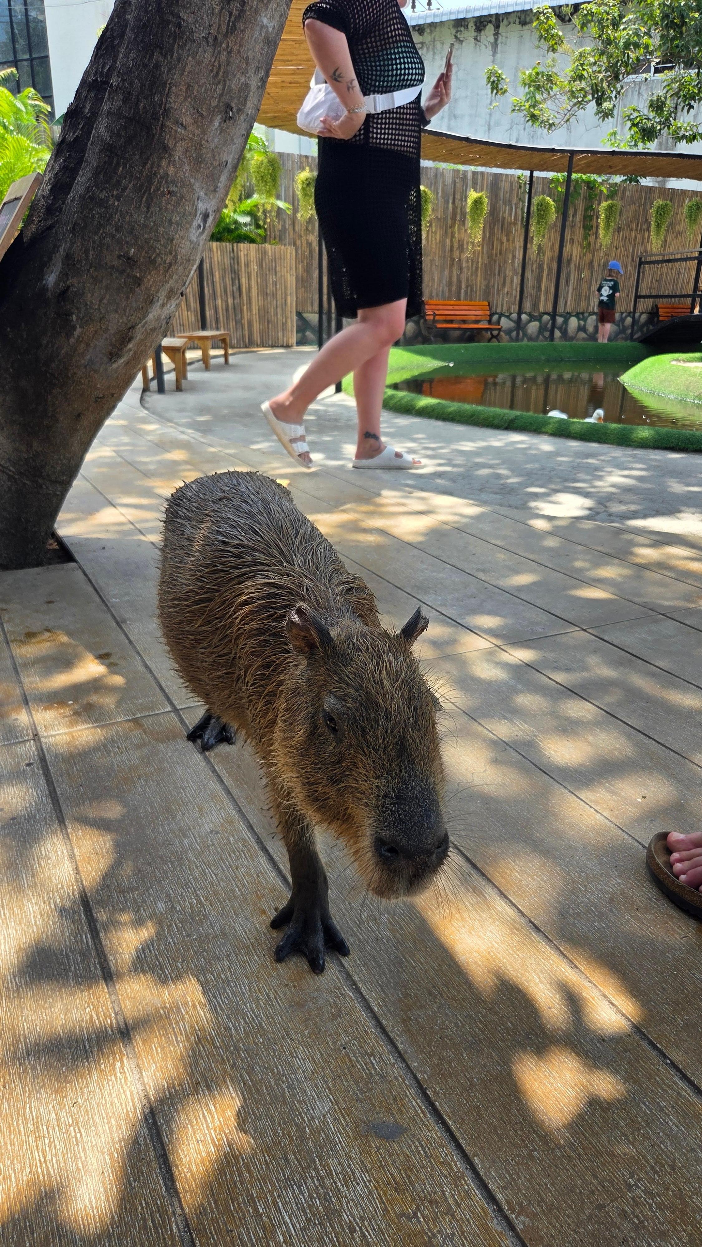 Capybara Cafe up the road.