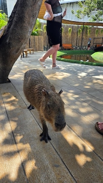 Capybara Cafe up the road.