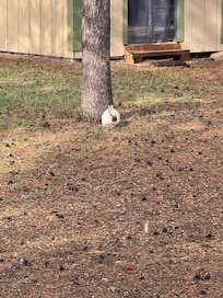 Bunny Friends