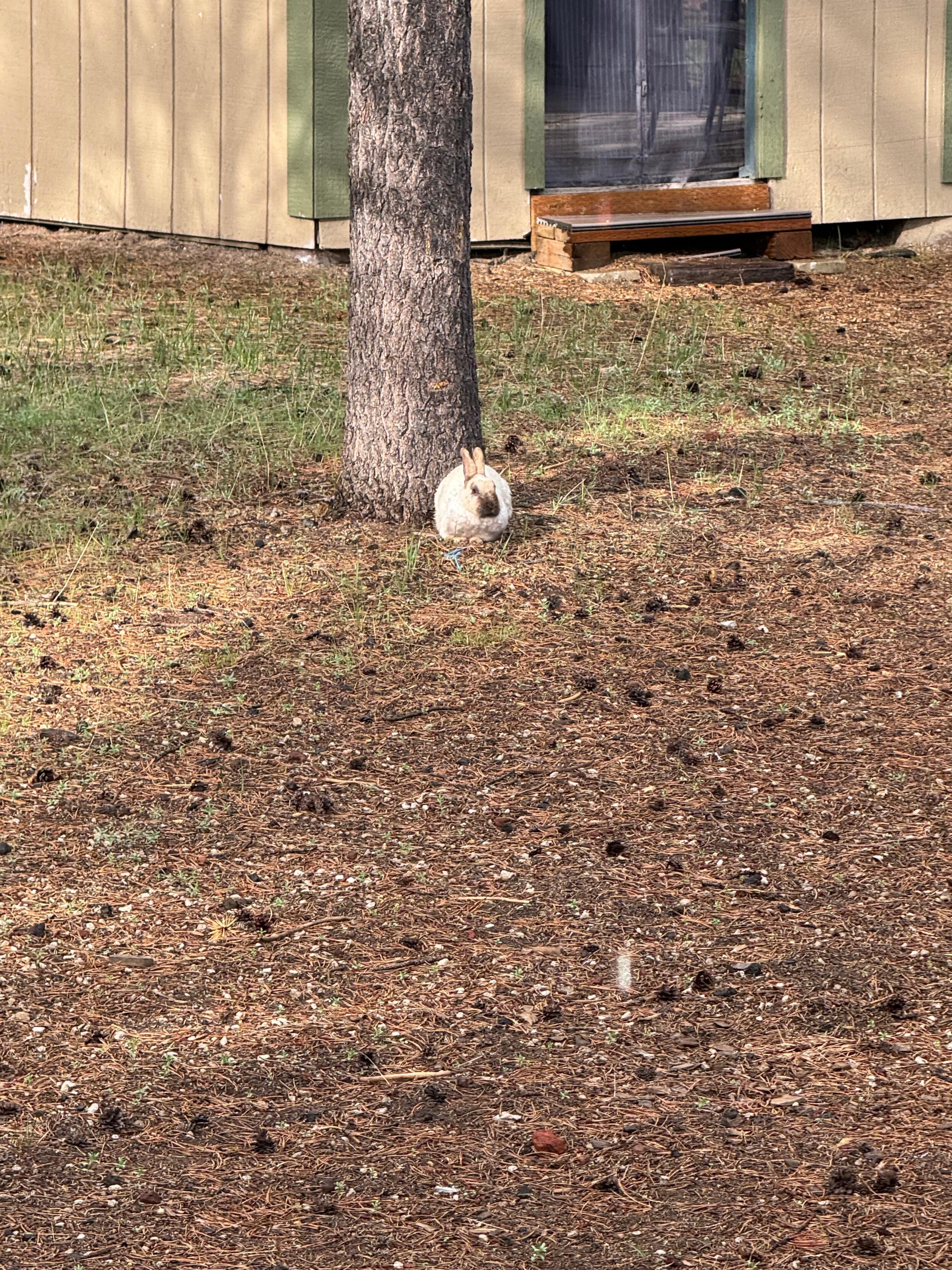 Bunny Friends