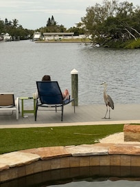 “Harold”, would come visit daily!