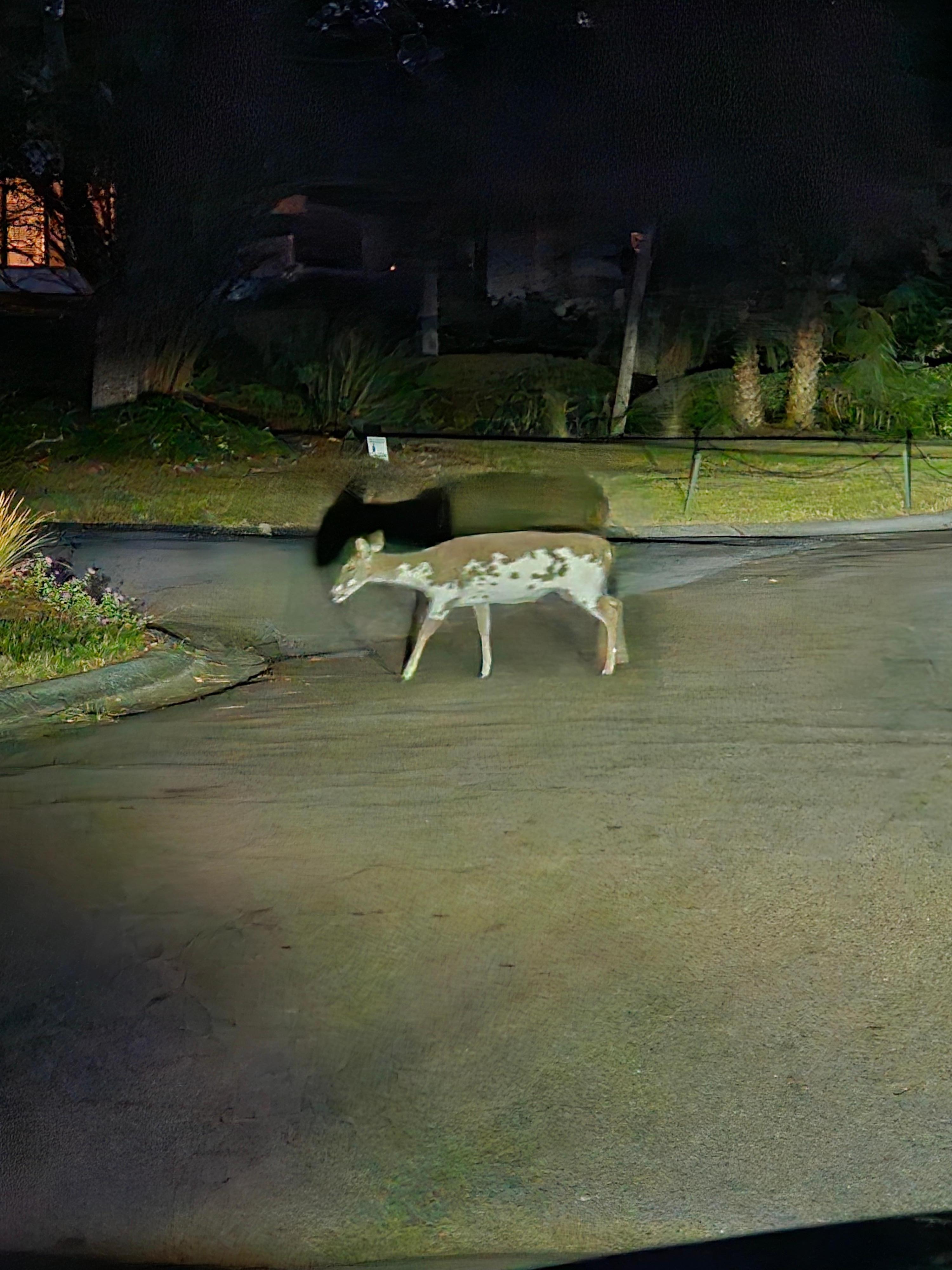 Piebald deer, about 80lbs. Very rare to see, out front of the condo.