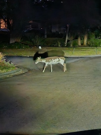 Piebald deer, about 80lbs. Very rare to see, out front of the condo.