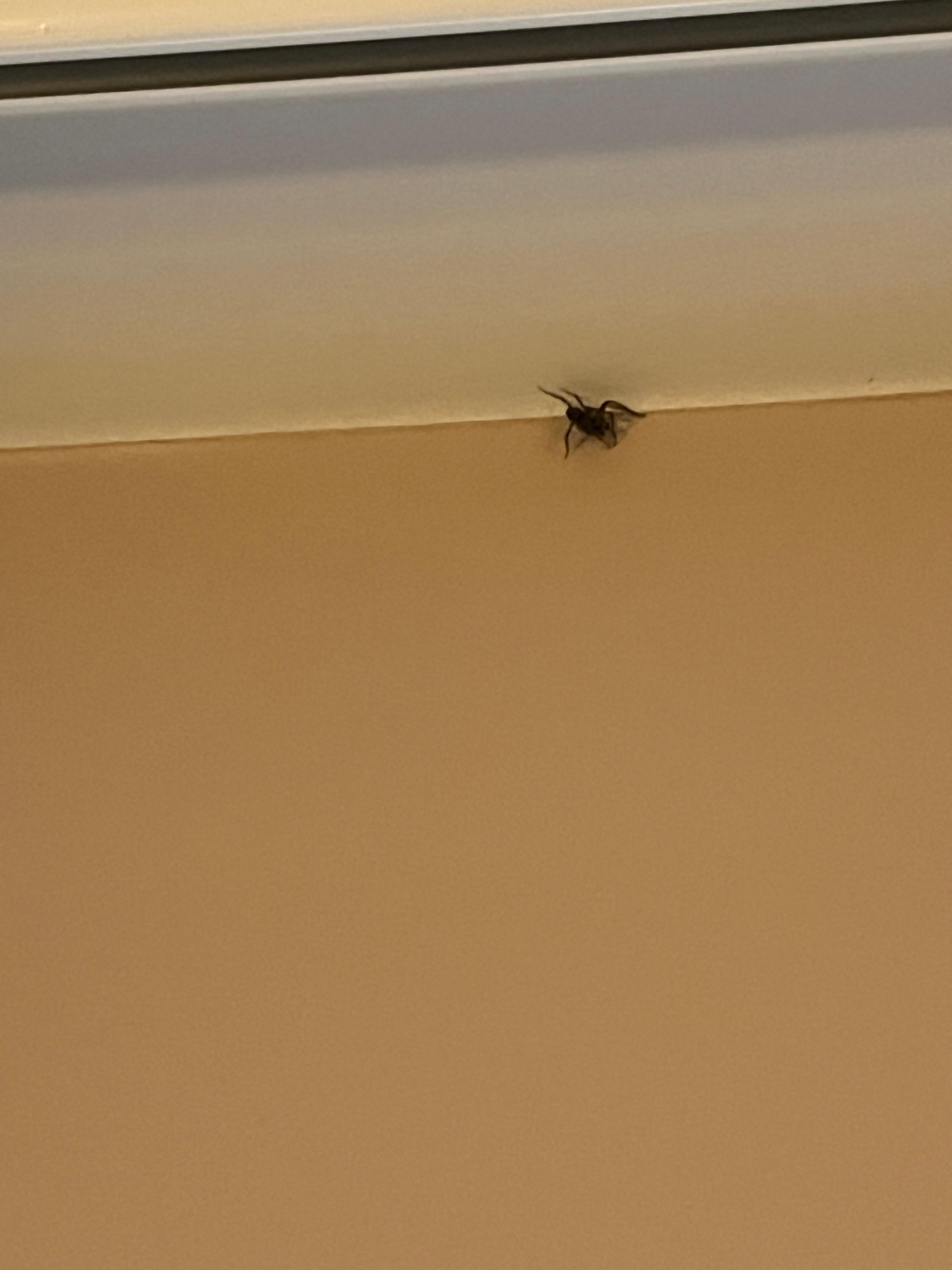 Bug in room