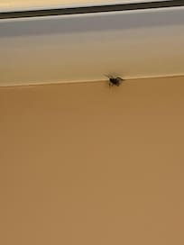 Bug in room