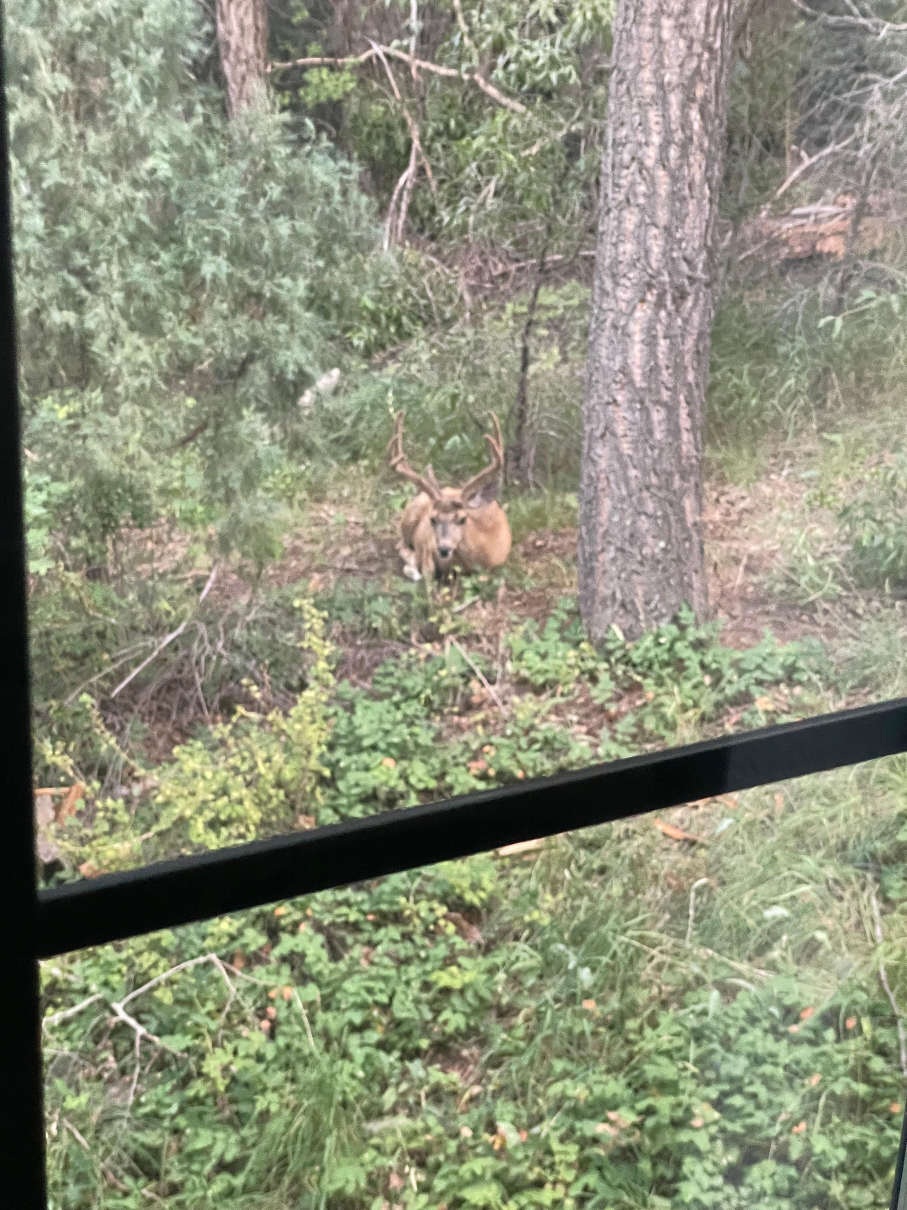 Caught a couple deer bedding right outside the living room window! 