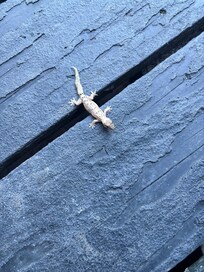 Sooo many lizards and other critters.