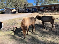Elk sightings around town are commonplace.