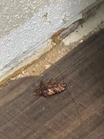 Roaches I had to kill