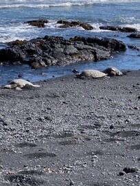 Black sand beach turtles