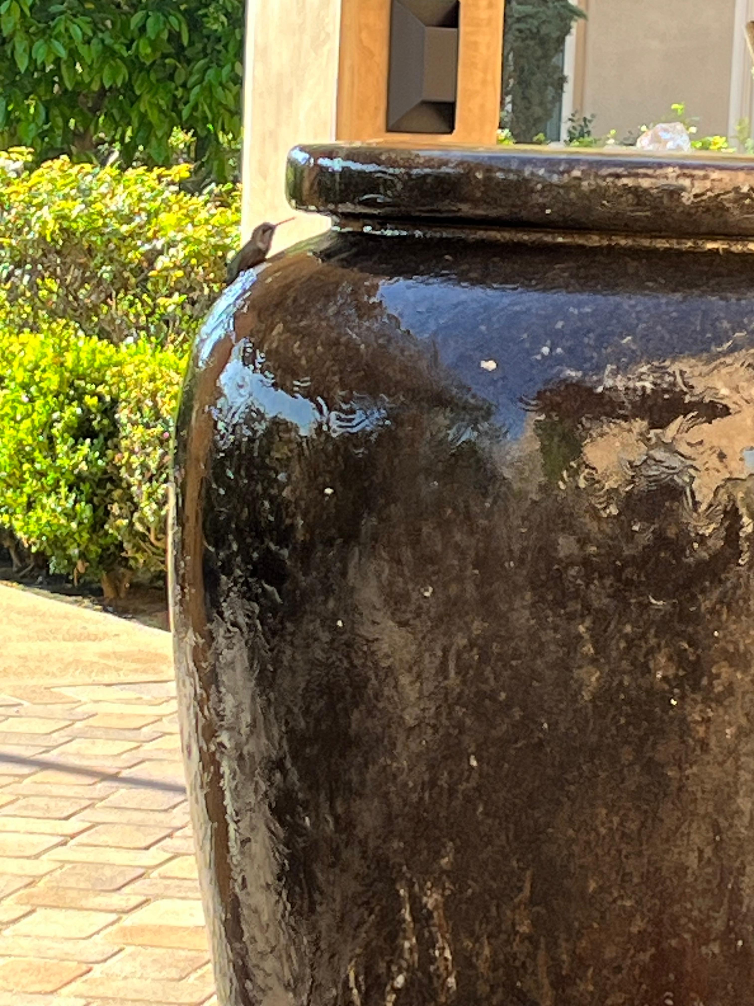 Hummingbird having a drink