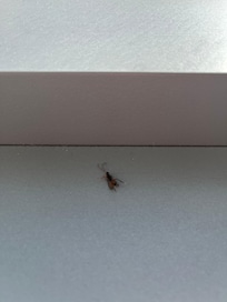 Dead bugs