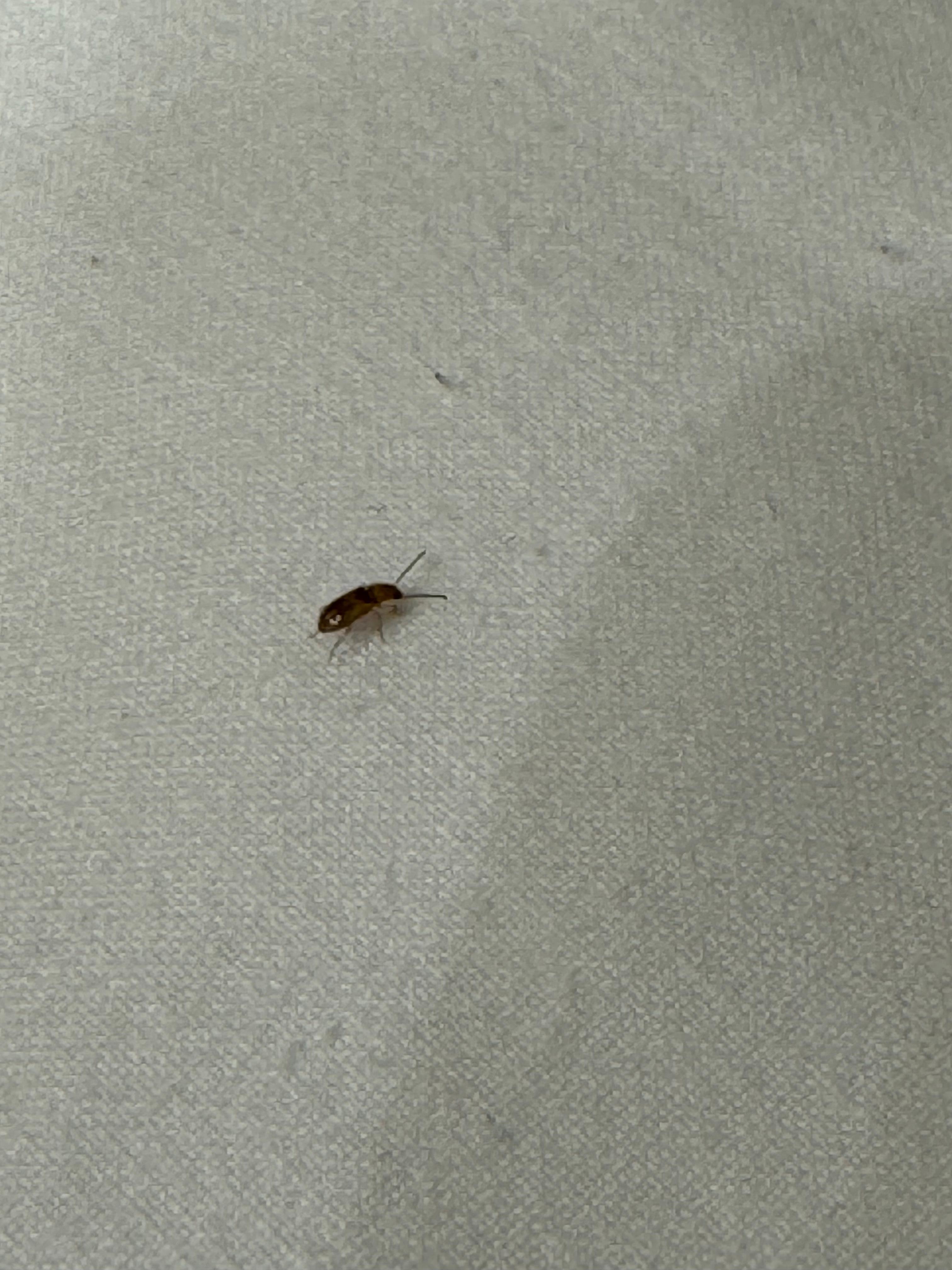 Roach in the first room