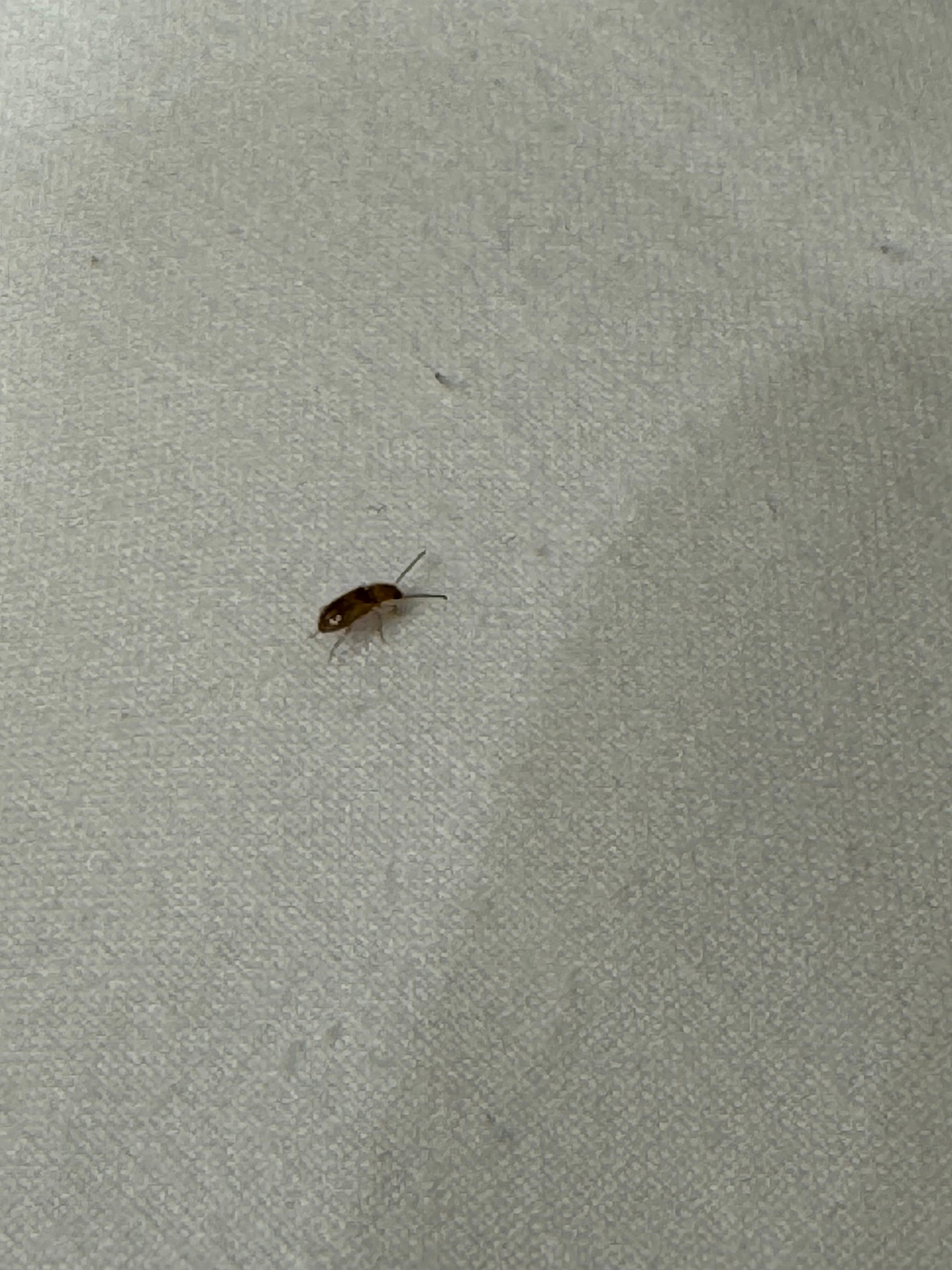 Roach in the first room
