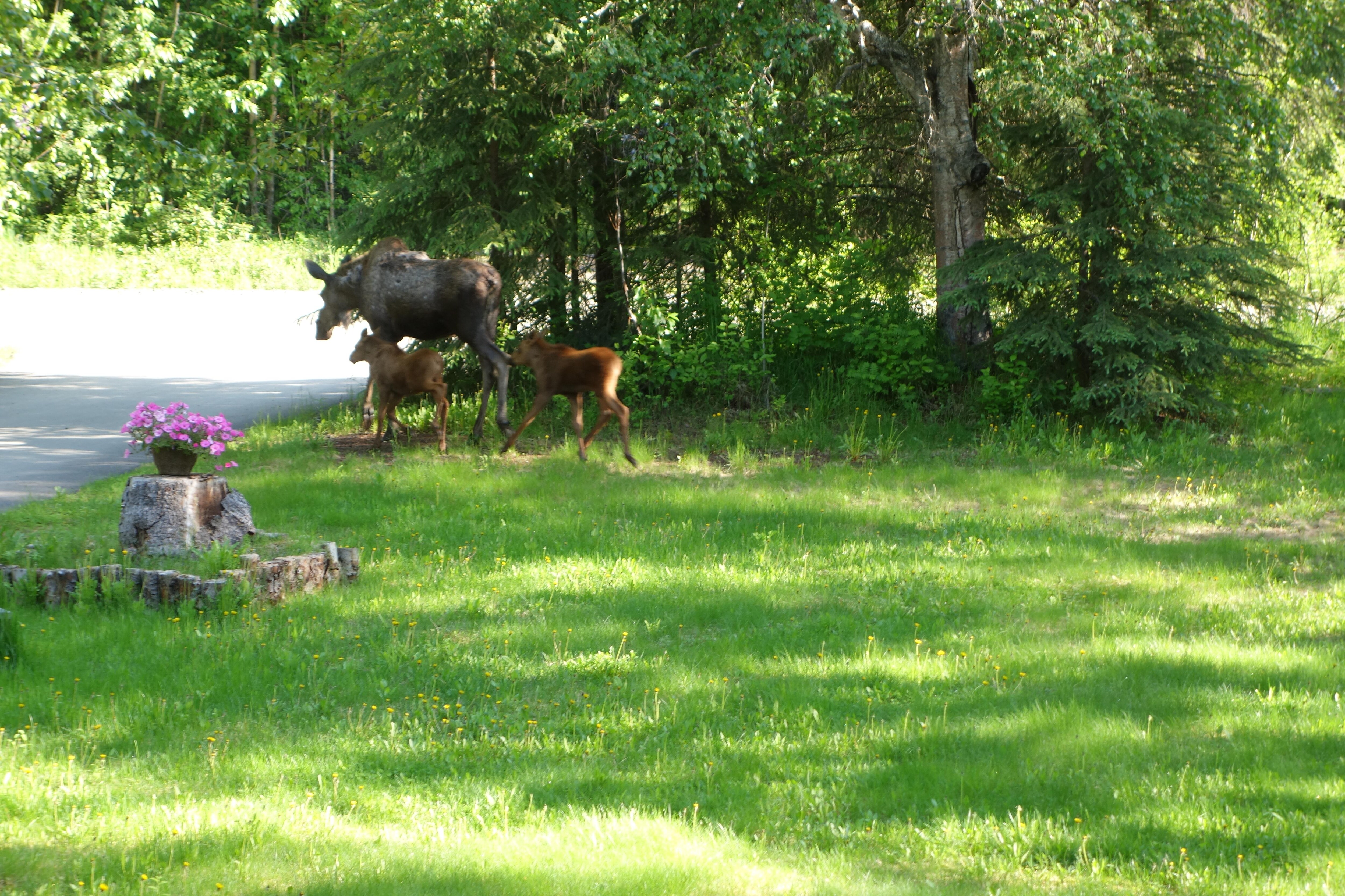 Safe and quiet viewing from the deck.