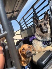 Dogs loved the sand dunes!