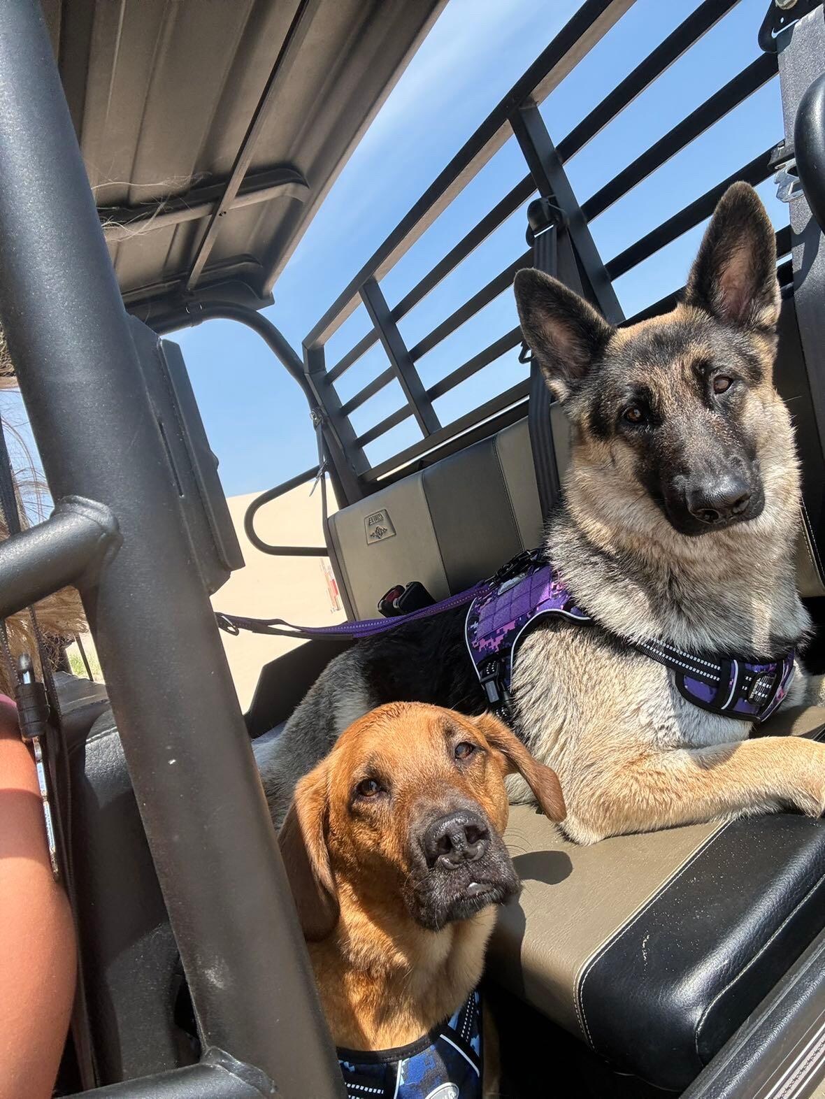 Dogs loved the sand dunes! 