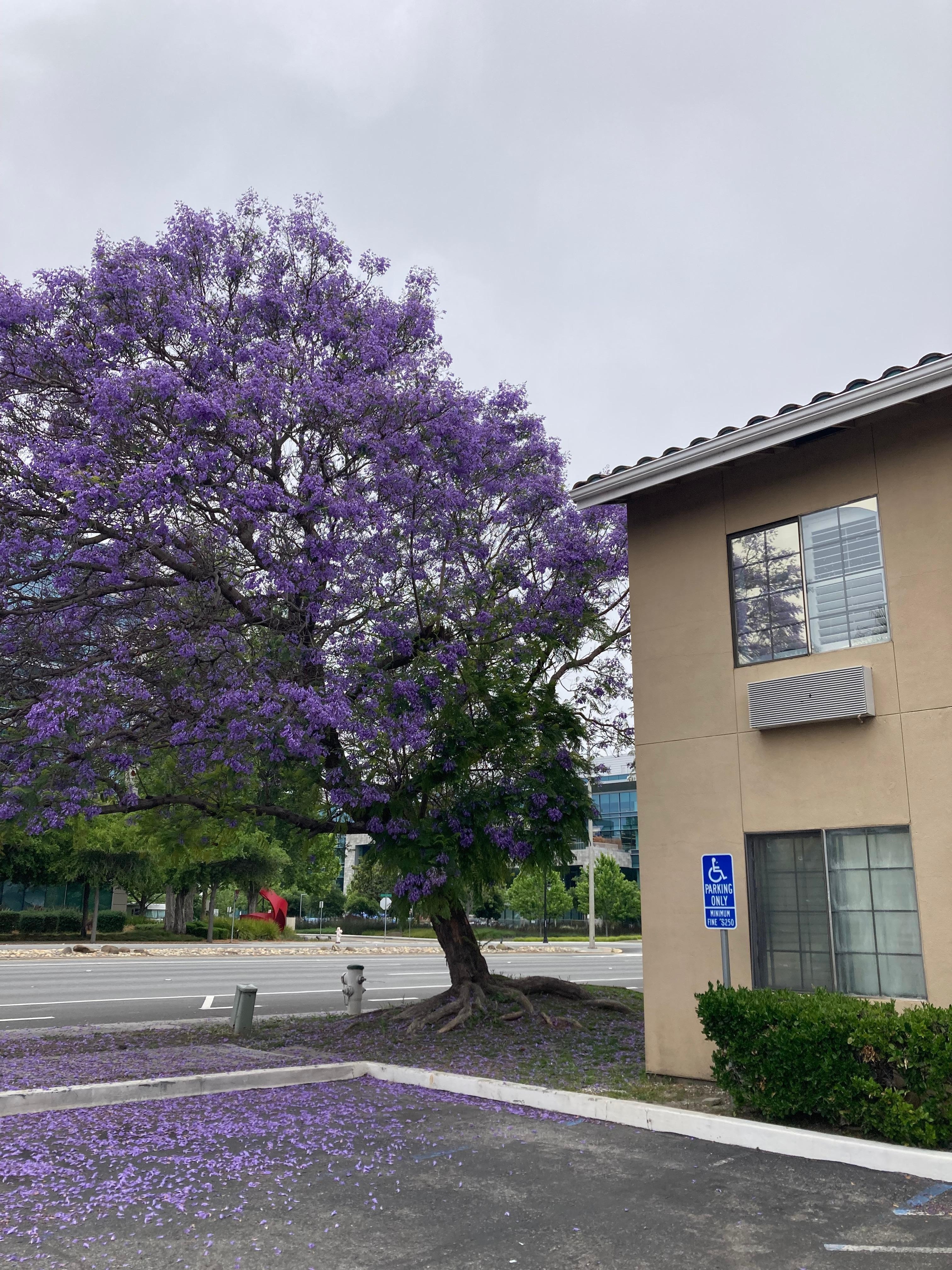 Beautiful tree in the front 