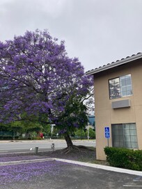 Beautiful tree in the front
