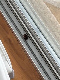 Roach