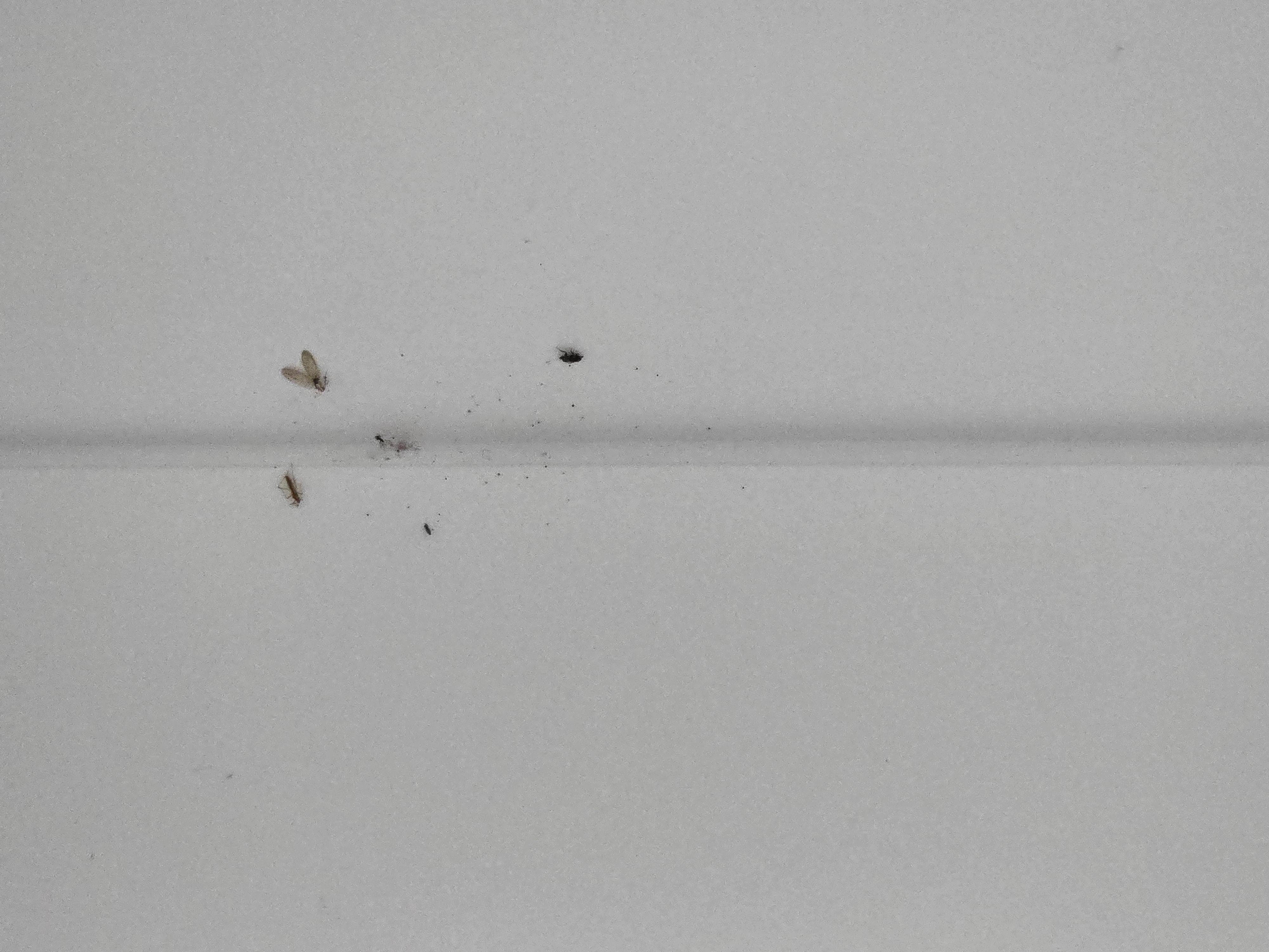 Cornice with spider webs throughout the place