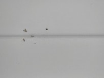 Cornice with spider webs throughout the place