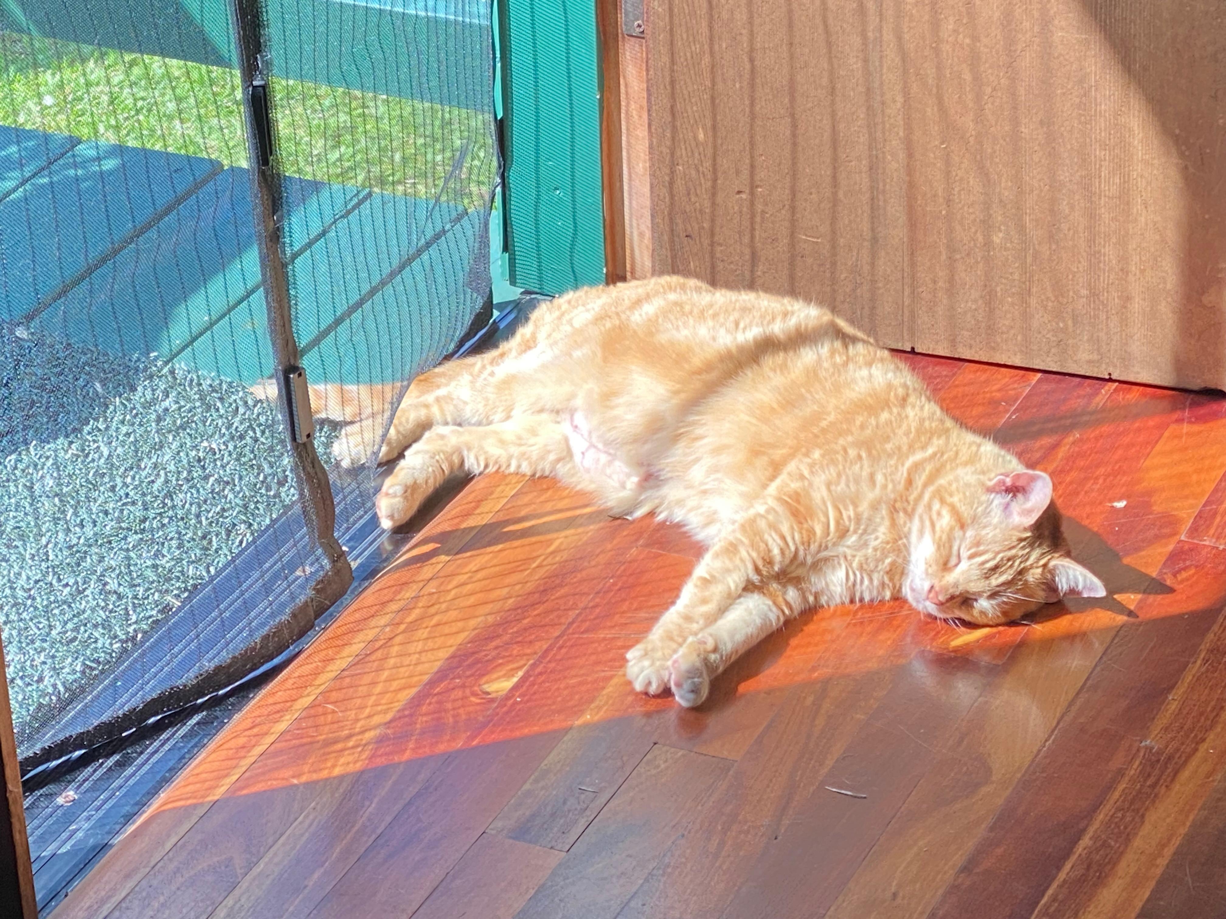 Cheese Whiz lounging 😸