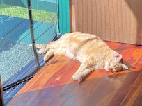 Cheese Whiz lounging 😸