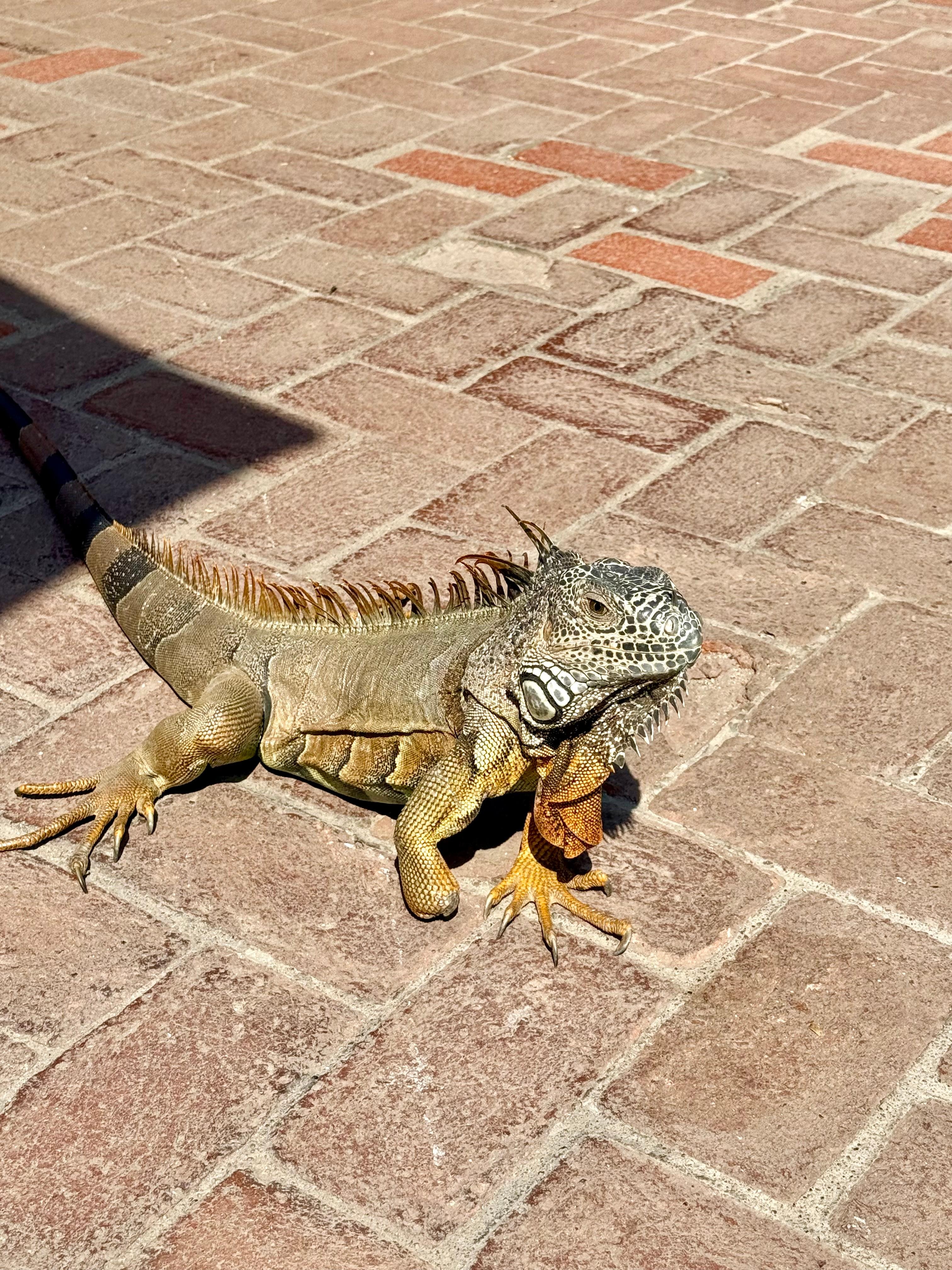 Jorge loves to visit the pool guests 