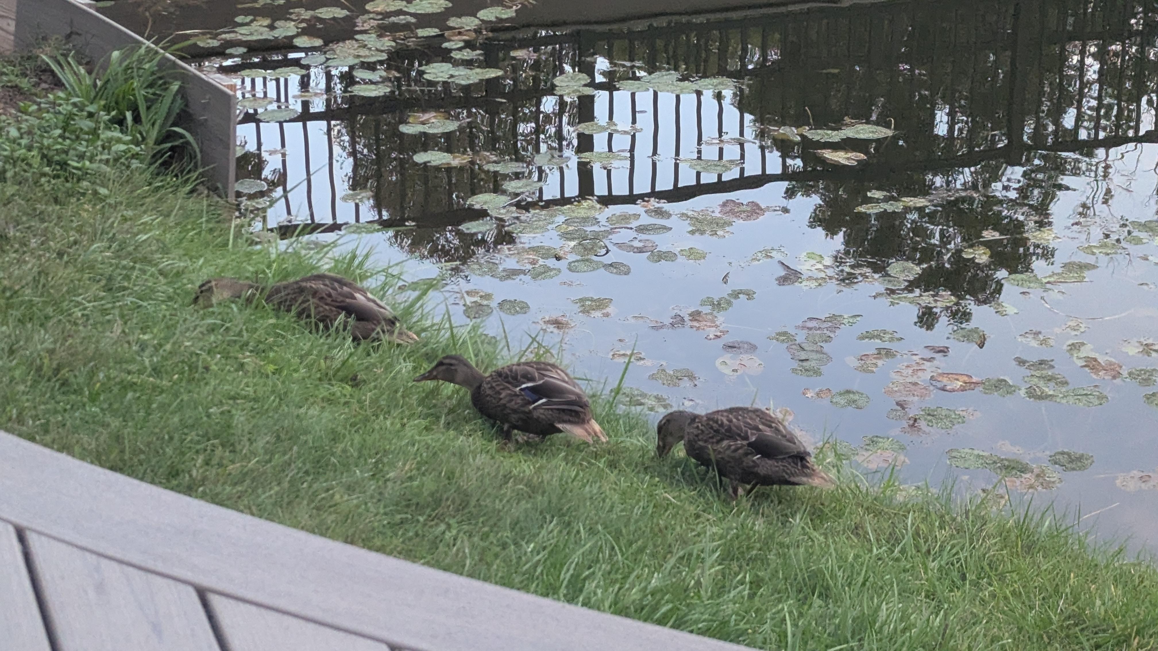 Family of ducks having breakfast with us.